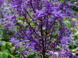 Plectranthus
