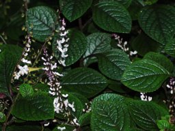 Plectranthus ciliatus