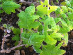 Plectranthus dolomiticus