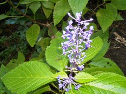 Plectranthus ecklonii