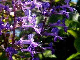 Plectranthus ecklonii flowers of different ages