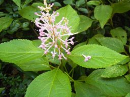 Plectranthus ecklonii pink flower