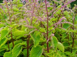 Plectranthus fruticosus holding promise
