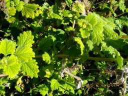 Plectranthus grandidentatus