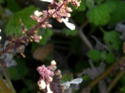 Plectranthus grandidentatus flowers