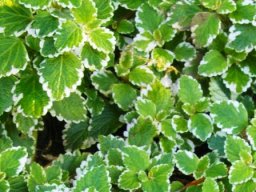 Plectranthus madagascariensis