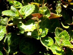 Plectranthus oertendahlii