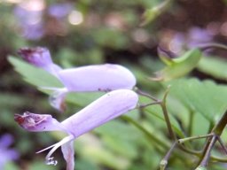 Plectranthus saccatus flowers