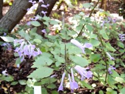Plectranthus saccatus