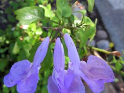 Plectranthus saccatus var. saccatus