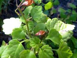 Plectranthus saccatus var. saccatus leaves