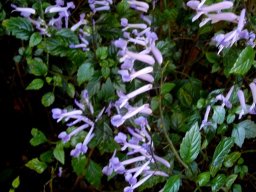 Plectranthus saccatus var. longitubus