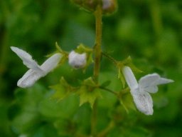 Plectranthus strigosus flowers