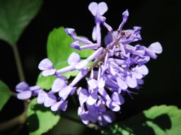 Plectranthus zuluensis in Kirstenbosch