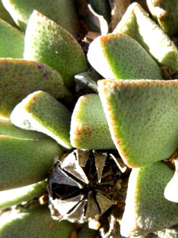 Pleiospilos bolusii capsule spilling seeds