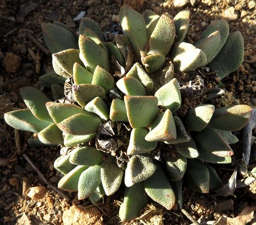 Pleiospilos bolusii