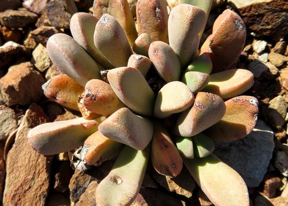 Pleiospilos compactus subsp. canus leafy clump