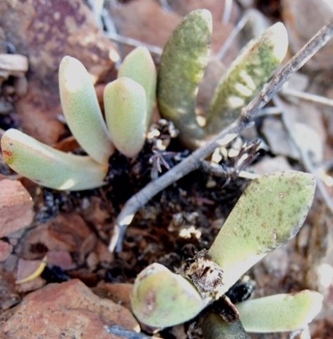 Pleiospilos compactus subsp. canus