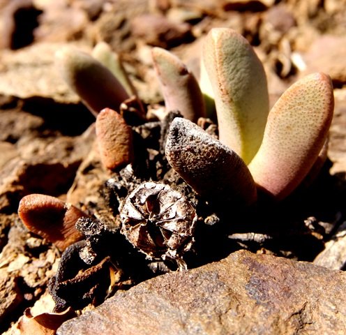 Pleiospilos compactus subsp. canus capsule 