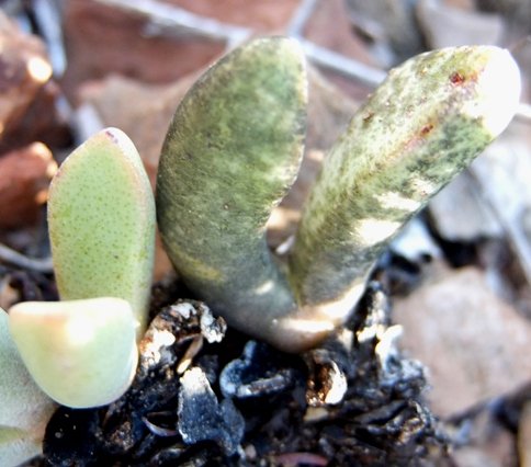 Pleiospilos compactus subsp. canus leaves