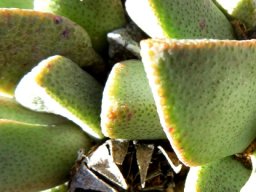 Pleiospilos bolusii capsule spilling seeds
