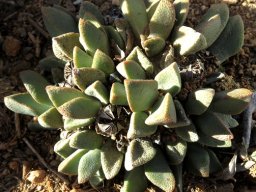 Pleiospilos bolusii