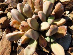 Pleiospilos compactus subsp. canus leafy clump