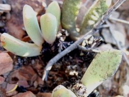 Pleiospilos compactus subsp. canus