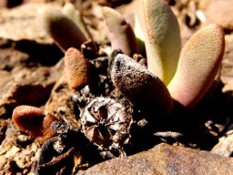 Pleiospilos compactus subsp. canus capsule 