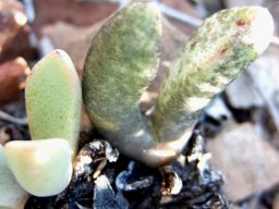 Pleiospilos compactus subsp. canus leaves