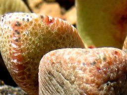 Pleiospilos compactus subsp. canus stem-tips