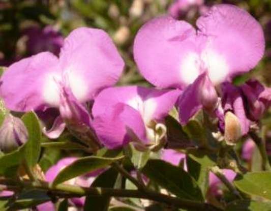 Podalyria calyptrata flowers