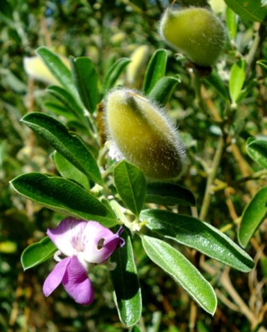 Podalyria calyptrata, the legume bearing legumes