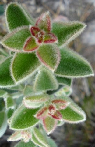 Podalyria hirsuta young leaves