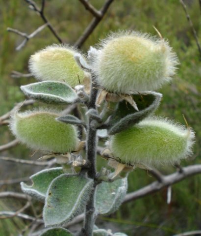 Podalyria hirsuta pods