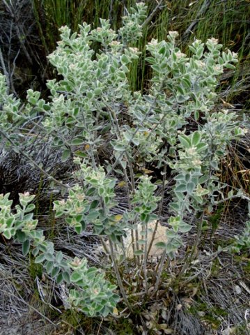 Podalyria hirsuta