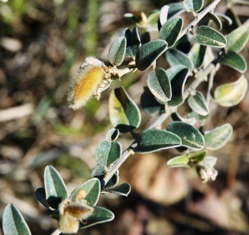 Podalyria myrtillifolia bearing hairy fruit