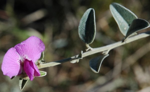 Podalyria myrtillifolia