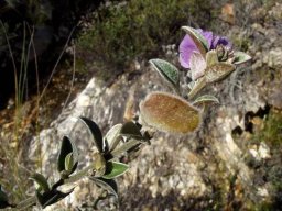 Podalyria burchellii fruit pod
