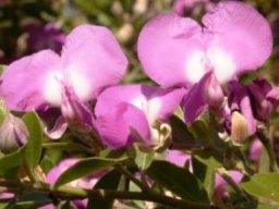 Podalyria calyptrata flowers