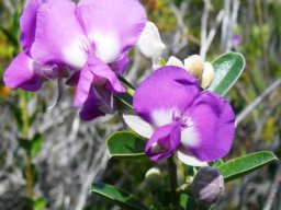 Podalyria calyptrata