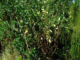 Podalyria calyptrata after flowering