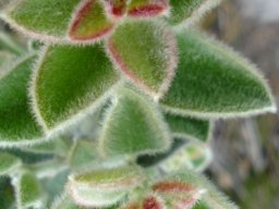 Podalyria hirsuta young leaves