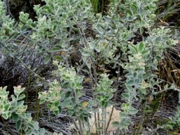 Podalyria hirsuta