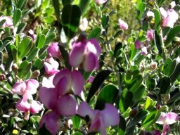 Podalyria myrtillifolia September flowers