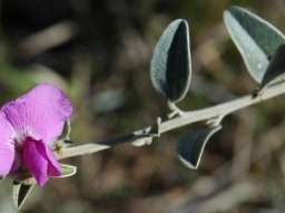 Podalyria myrtillifolia