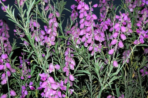 Polygala virgata