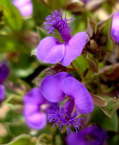 Polygala amatymbica flowers