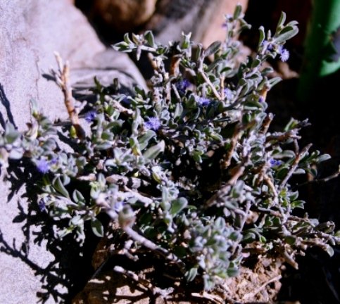 Polygala asbestina