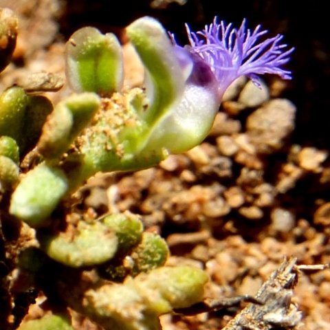 Polygala asbestina floral crest